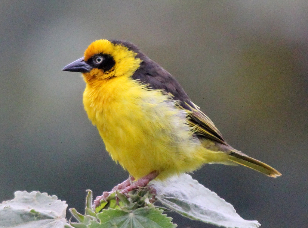 Kenya_Forest_birding