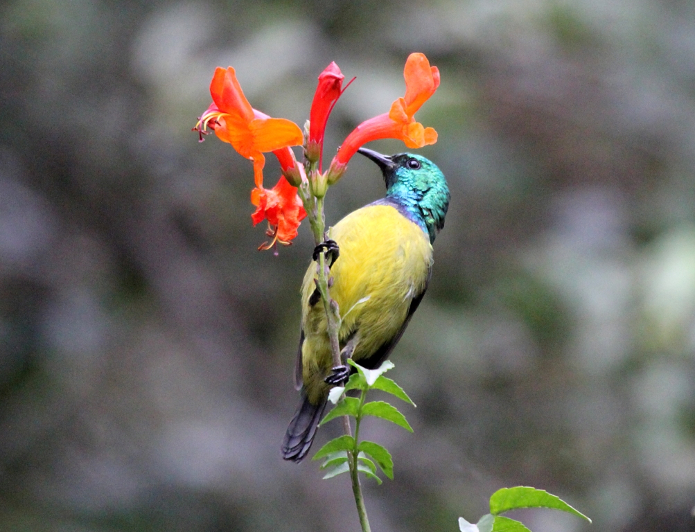 Kenya_Forest_birding