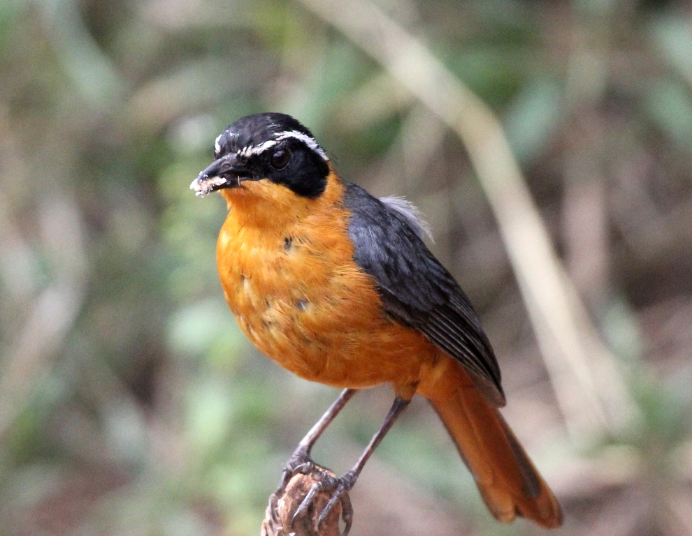 Kenya_forest_birding