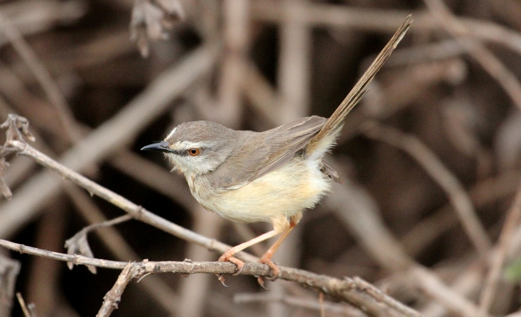 Kenya_forest_birding